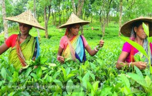 চা শ্রমিকদের দৈনিক মজুরি ১৭০ টাকা নির্ধারণ