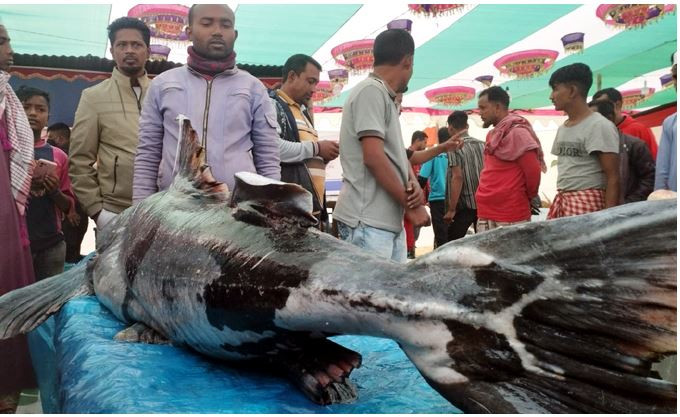 ৭৬ কেজি ওজনের বাগাড়ের দাম ২ লাখ টাকা!