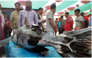 ৭৬ কেজি ওজনের বাগাড়ের দাম ২ লাখ টাকা!