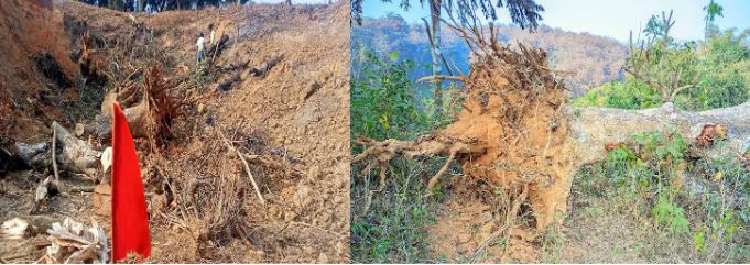 চুনারুঘাটে চা বাগান বনাঞ্চলে আগুন ও গাছ কাটার ঘটনা আড়ালের চেষ্টা 