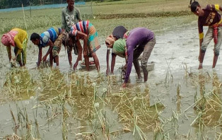 শিলাবৃষ্টিতে সালথায় পেঁয়াজের ব্যাপক ক্ষতি, দুশ্চিন্তায় কৃষক