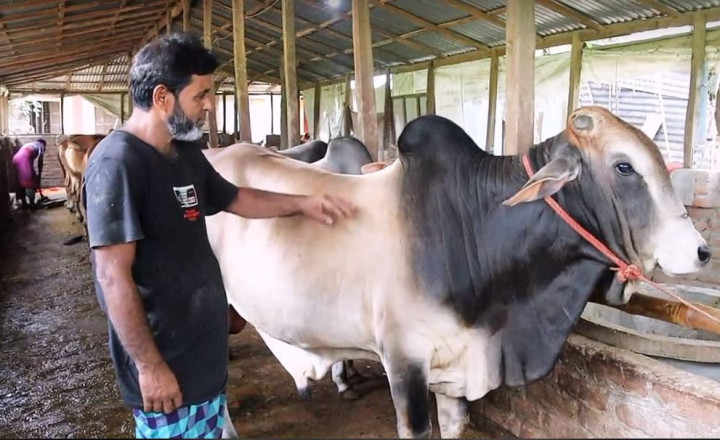  সদরপুরে কোরবানিকে সামনে রেখে গবাদিপশু পরিচর্যায় ব্যস্ত খামারিরা