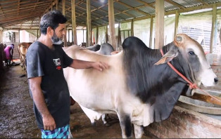  সদরপুরে কোরবানিকে সামনে রেখে গবাদিপশু পরিচর্যায় ব্যস্ত খামারিরা