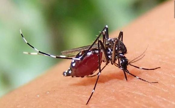 ডেঙ্গুতে আরও ৯ জনের মৃত্যু, হাসপাতালে ২০৪৬