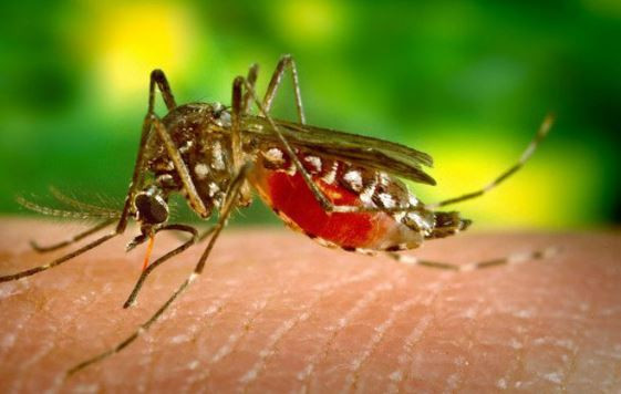 ডেঙ্গুতে আরও ১২ প্রাণহানি, হাসপাতালে ভর্তি ২৮২৩  