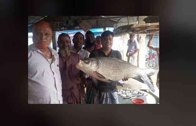 পদ্মা নদীতে ধরা পড়েছে ২০ কেজি ওজনের বড় কাতল 