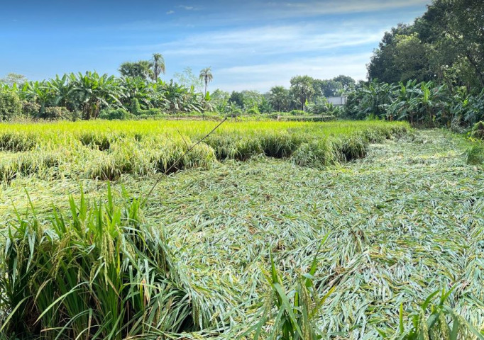 ঘূর্ণিঝড় মিধিলির কারণে সদরপুরে পাকা আমনের ক্ষতি