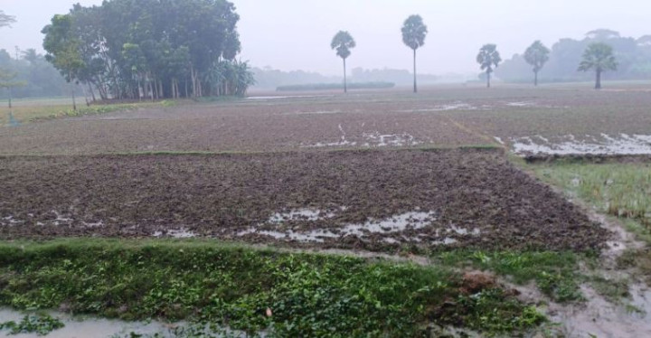 সদরপুরে বৃষ্টিতে রবি শস্যের ব্যাপক ক্ষতি 