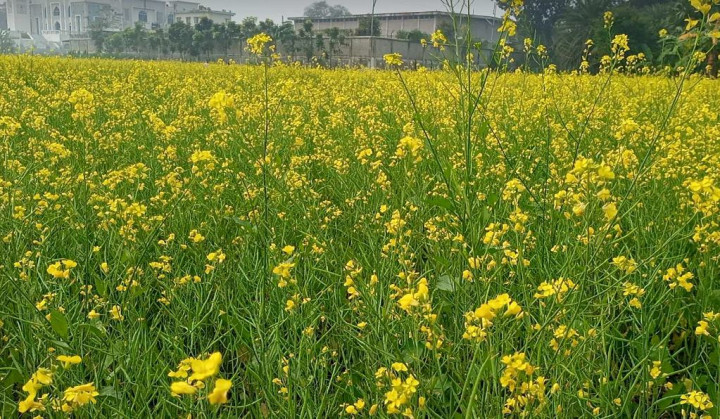 সালথায় শীতের হাওয়ায় দোল খাচ্ছে সরিষার ফুল