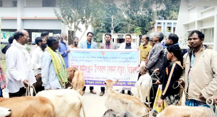 চরভদ্রাসনে জেলেদের বিকল্প কর্মসংস্থানে বকনা বাছুর বিতরণ