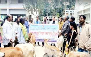 চরভদ্রাসনে জেলেদের বিকল্প কর্মসংস্থানে বকনা বাছুর বিতরণ