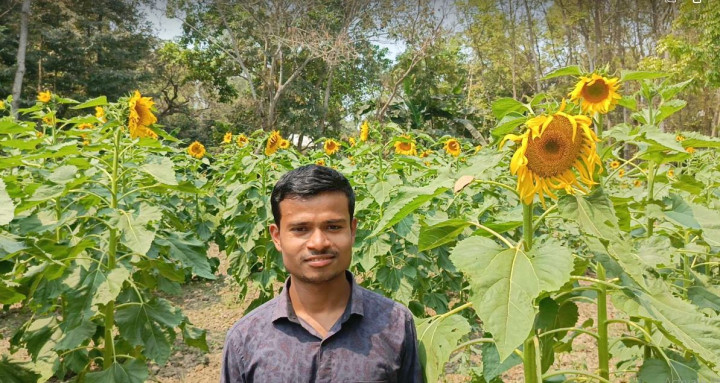 বাড়ির পাশে অনাবাদি জমিতে সূর্যমুখী চাষ করে চমক দেখালেন কলেজছাত্র অপূর্ব