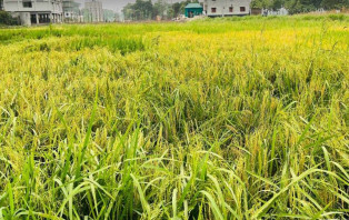 সদরপুরে ব্যুরো ধানের ফলন ভালো হলেও বৈরী আবহাওয়ায় চিন্তিত কৃষক 