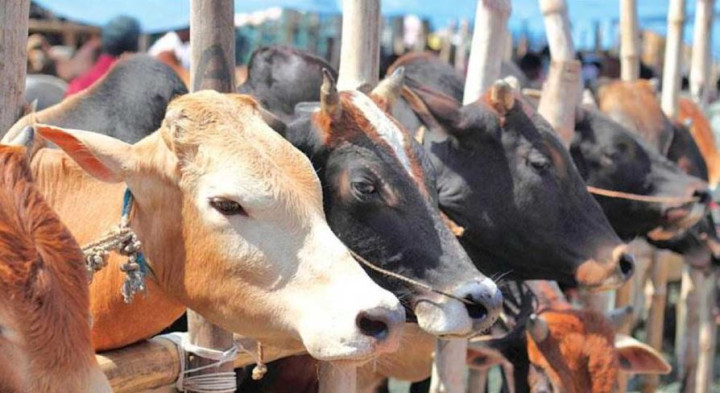 কোরবানিতে চাহিদার চেয়ে পশু বেশি