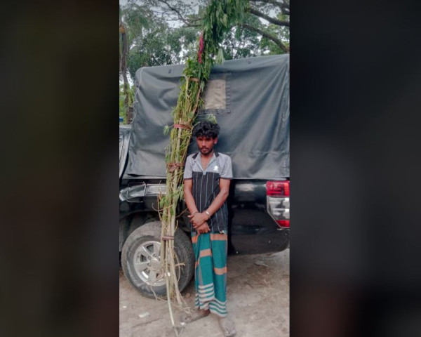 মাদকদ্রব্য নিয়ন্ত্রণ অধিদপ্তরের অভিযানে গাঁজার গাছসহ সদরপুরে গ্রেপ্তার ১ 