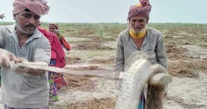 পদ্মার চরে রাসেলস ভাইপারের উপদ্রব, দুটি পিটিয়ে মারলেন কৃষকরা