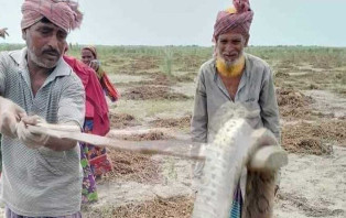 পদ্মার চরে রাসেলস ভাইপারের উপদ্রব, দুটি পিটিয়ে মারলেন কৃষকরা