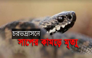 চর হরিরামপুর ইউনিয়নে সাপের কামড়ে প্রাণ গেল কিশোরের
