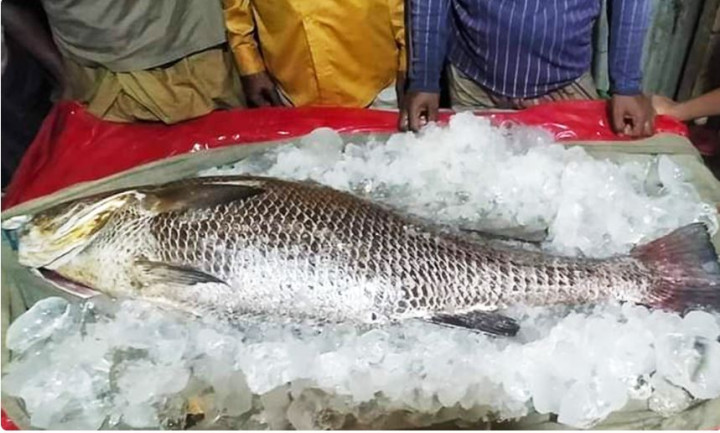 কক্সবাজারে একটি মাছের দাম চাওয়া হচ্ছে ৭ লাখ টাকা!