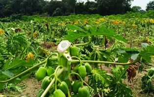 আড়াই বিঘা জমির পেঁপে গাছ কেটে ফেলল দুর্বৃত্তরা