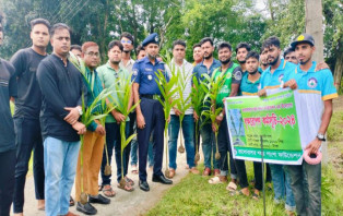 সেচ্ছাসেবী সংগঠন ভালোবাসার শহর পাংশা ফাউন্ডেশনের উদ্যোগে বৃক্ষরোপন