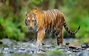 সুন্দরবনে বাঘ বেড়েছে 