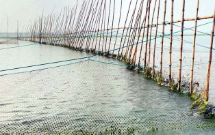 চরভদ্রাসনে পদ্মা নদীতে আড়াআড়ি বাঁধ দিয়ে চলছে জাটকা ইলিশ নিধনের মাহাযজ্ঞ