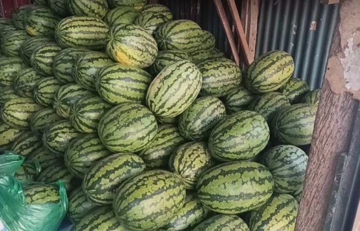 চরভদ্রাসনে আগাম তরমুজ বাজারে ক্রেতাদের ভিড়