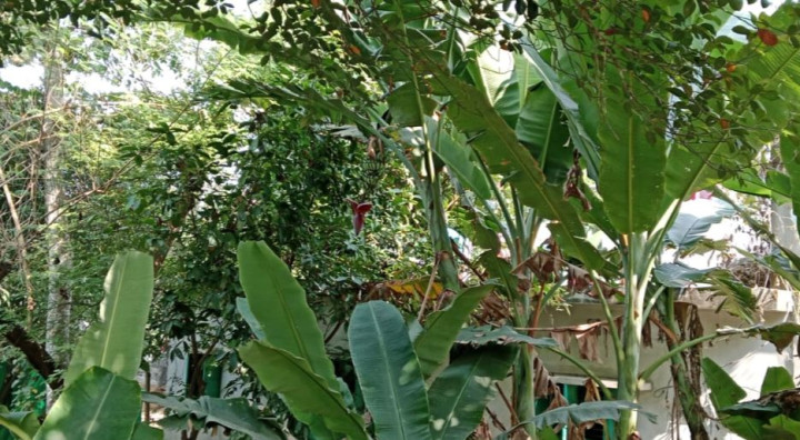 অবহেলা ও সচেতনতার অভাবে হারাচ্ছে পুষ্টিকর দেশীয় সবজি