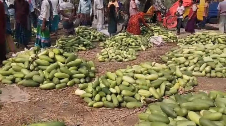 সদরপুরে রমজানে বাজারে উঠেছে ভরপুর বাঙ্গী, ভালো ফলনে খুশি চাষিরা