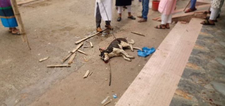 সদরপুরে পাগলা কুকুরের কামড়ে আহত ১৬  