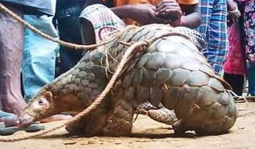 হবিগঞ্জে বিপন্ন প্রাণি বনরুই উদ্ধার