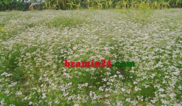 সালথায় কৃষি হচ্ছে অর্থনীতির প্রধান চালিকা শক্তি